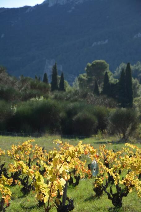 Villa Vilata A Padern Dans Les Corbieres Sauvages Buitenkant foto